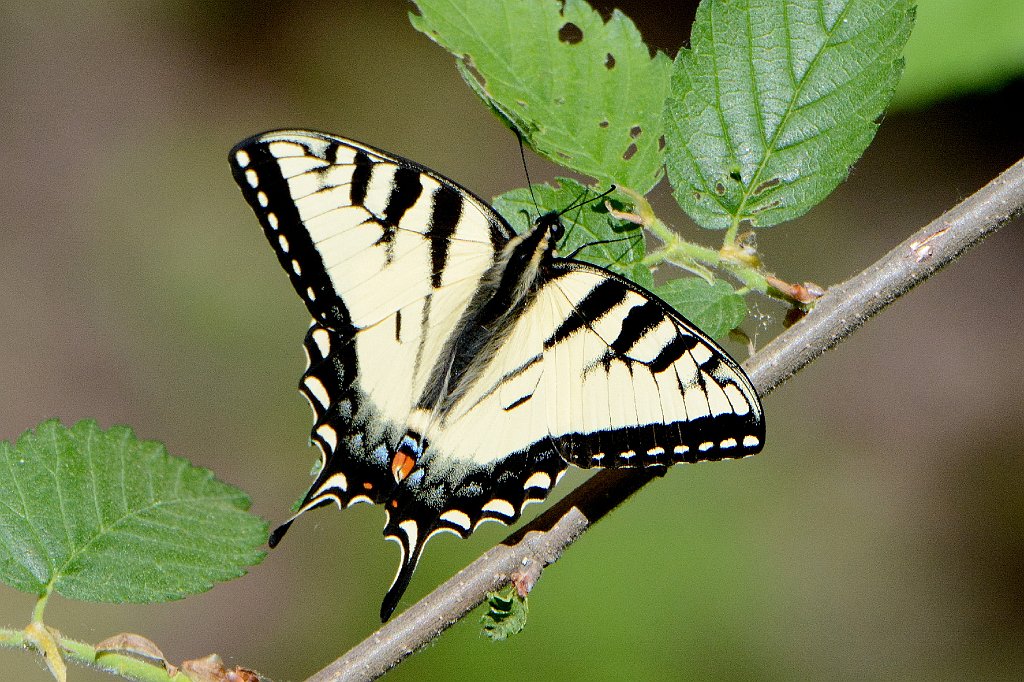 067 2015-05176961 Broad Meadow Brook, MA.JPG - Eastern Tiger Swallowtail. Butterfly. Broad Meadow Brook Wildlife Sanctuary, MA, 5-17-2015